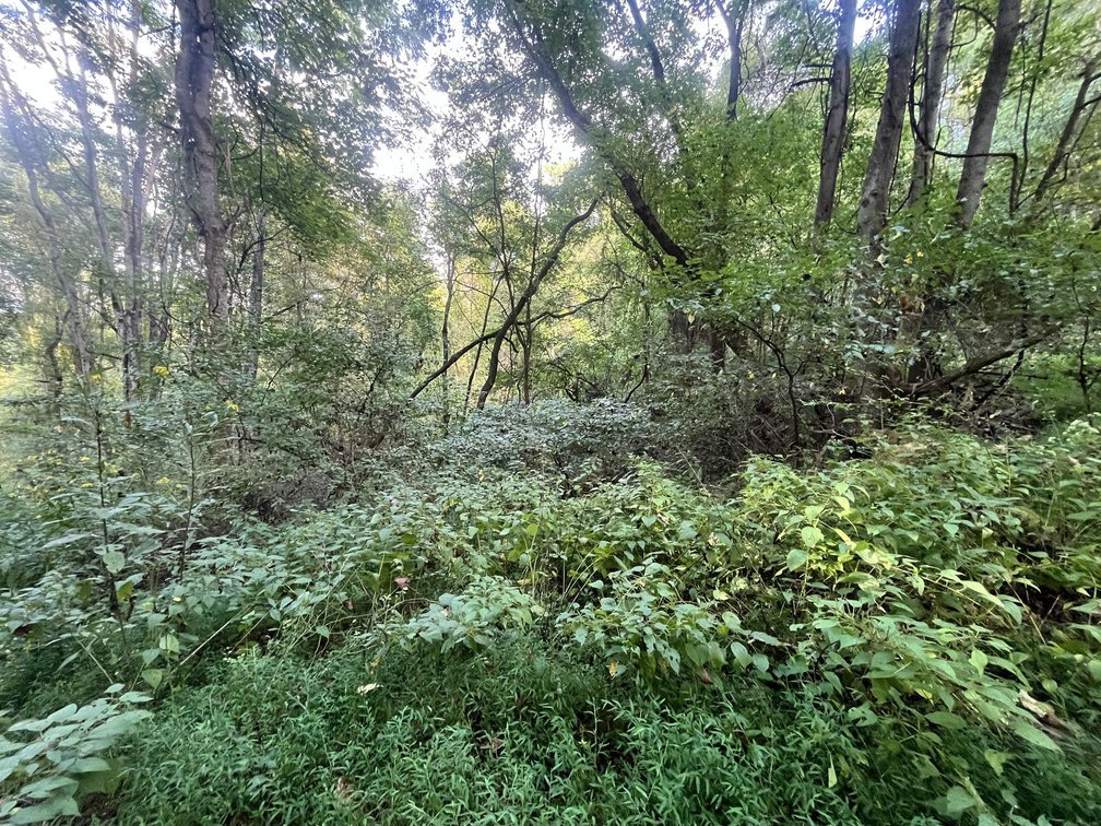 Image for 60 Acres with Mineral Interests & Timber Near Charleston