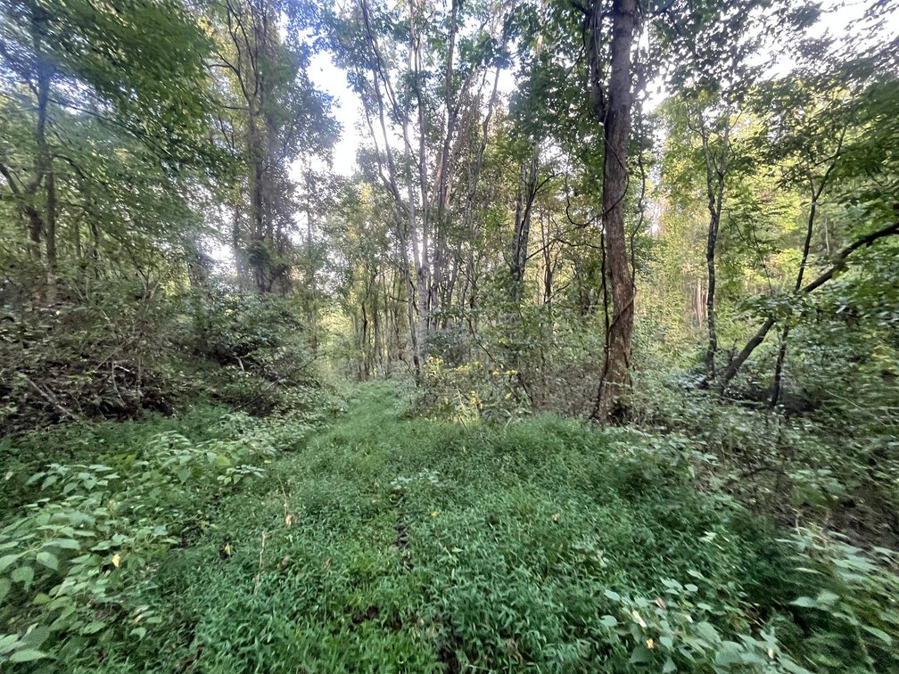 Image for 60 Acres with Mineral Interests & Timber Near Charleston