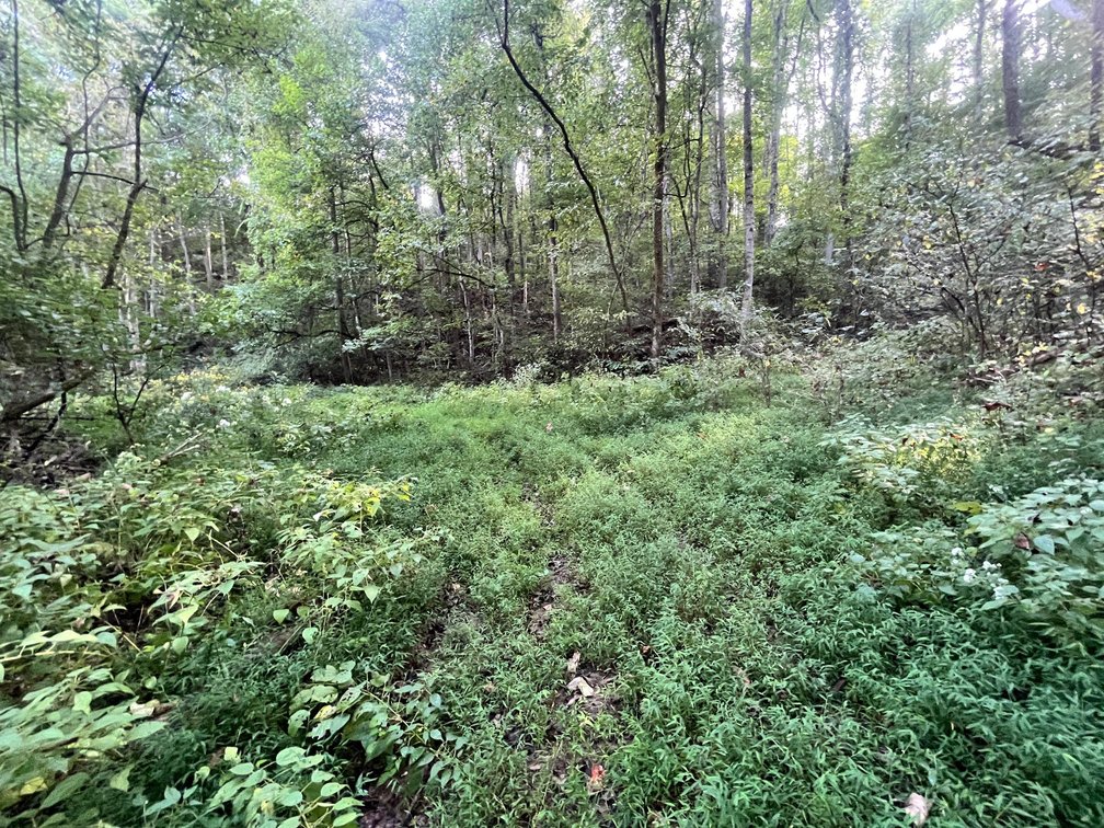 Image for 60 Acres with Mineral Interests & Timber Near Charleston