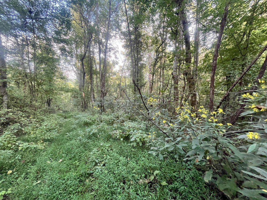 Image for 60 Acres with Mineral Interests & Timber Near Charleston