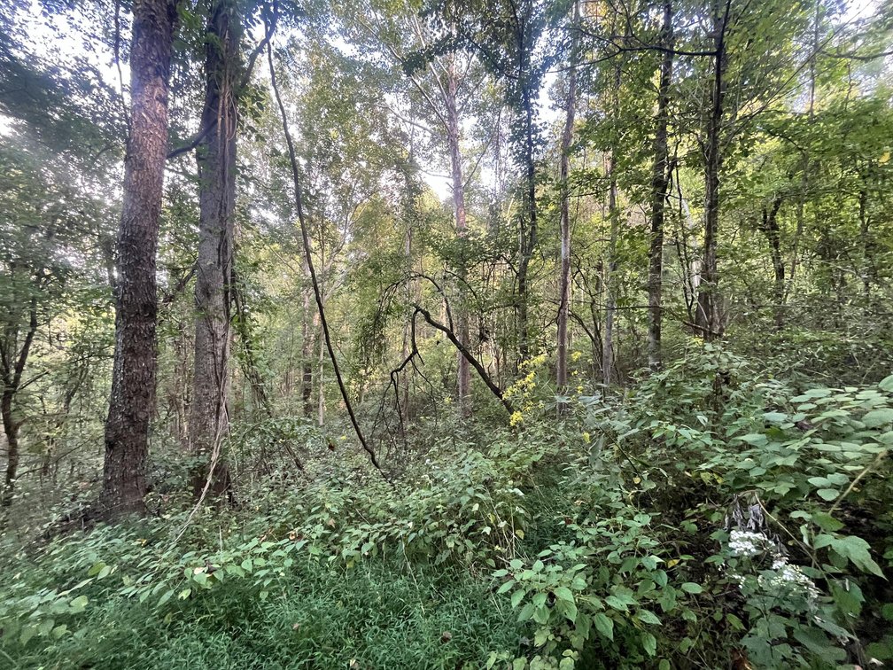 Image for 60 Acres with Mineral Interests & Timber Near Charleston