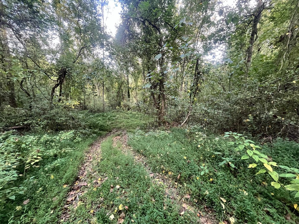Image for 60 Acres with Mineral Interests & Timber Near Charleston