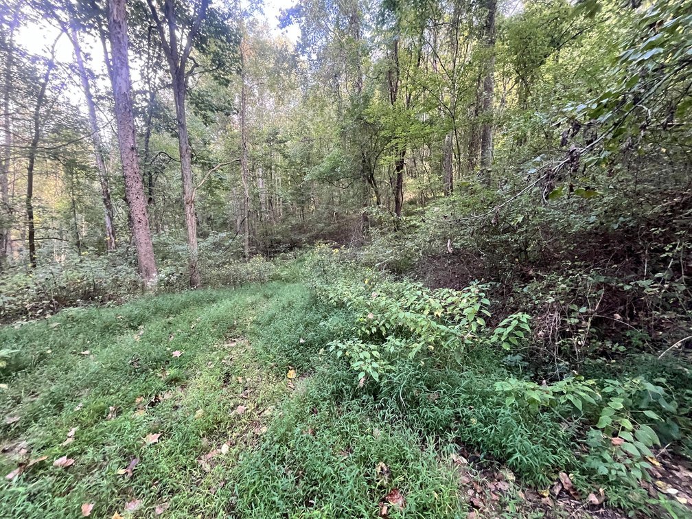 Image for 60 Acres with Mineral Interests & Timber Near Charleston