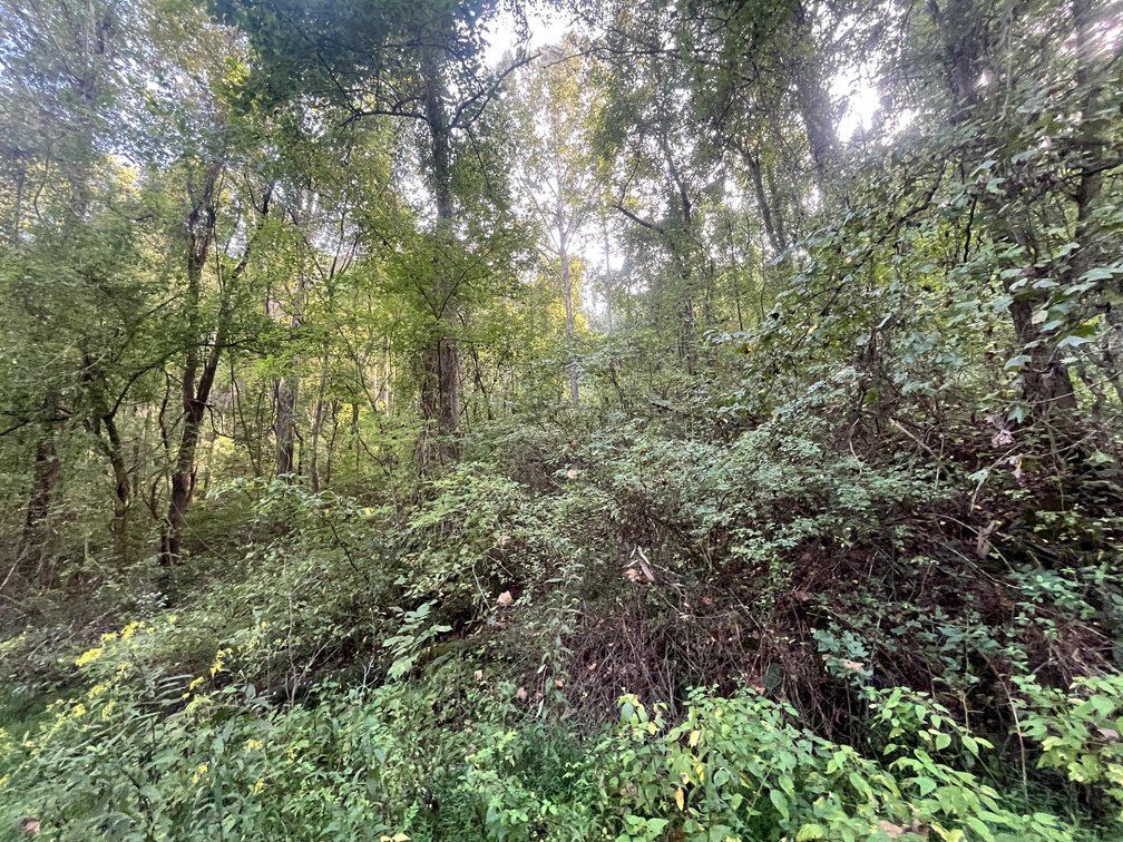 Image for 60 Acres with Mineral Interests & Timber Near Charleston