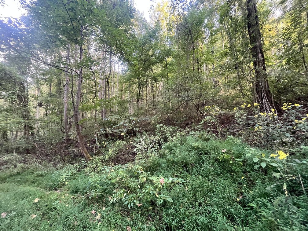 Image for 60 Acres with Mineral Interests & Timber Near Charleston