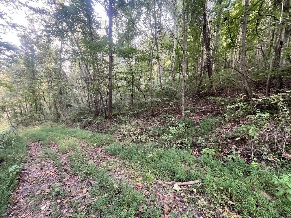 Image for 60 Acres with Mineral Interests & Timber Near Charleston
