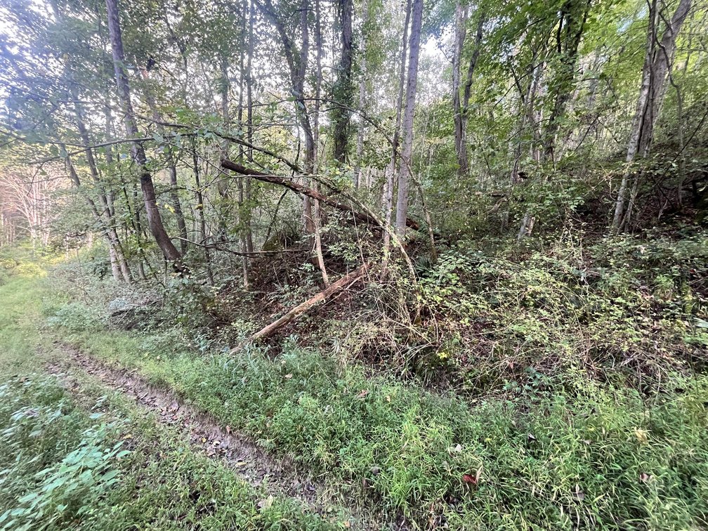 Image for 60 Acres with Mineral Interests & Timber Near Charleston