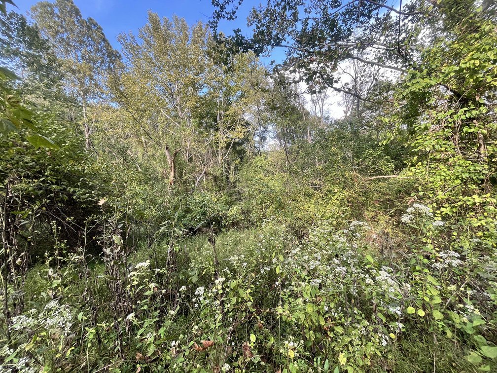 Image for 60 Acres with Mineral Interests & Timber Near Charleston