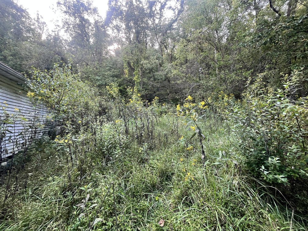 Image for 60 Acres with Mineral Interests & Timber Near Charleston