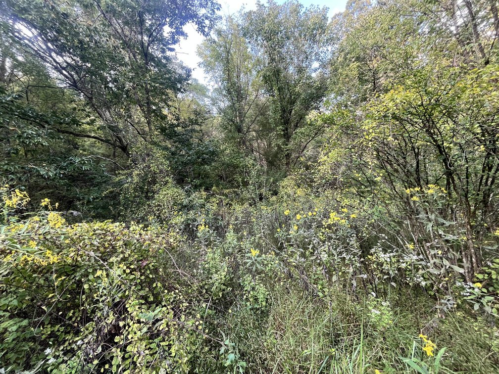 Image for 60 Acres with Mineral Interests & Timber Near Charleston