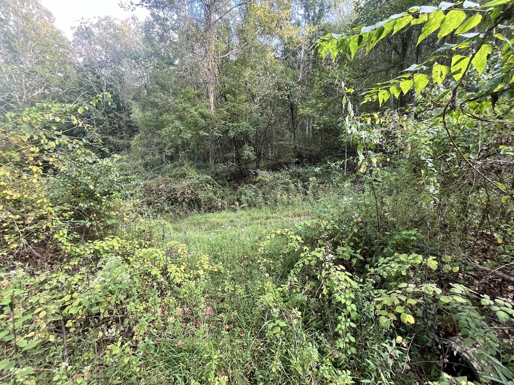 Image for 60 Acres with Mineral Interests & Timber Near Charleston