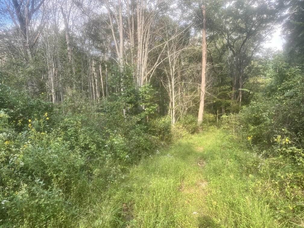 Image for 60 Acres with Mineral Interests & Timber Near Charleston