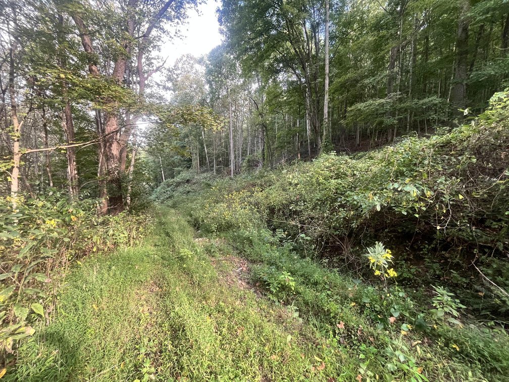 Image for 60 Acres with Mineral Interests & Timber Near Charleston