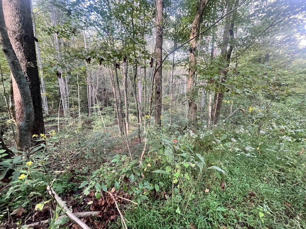 Image for 60 Acres with Mineral Interests & Timber Near Charleston