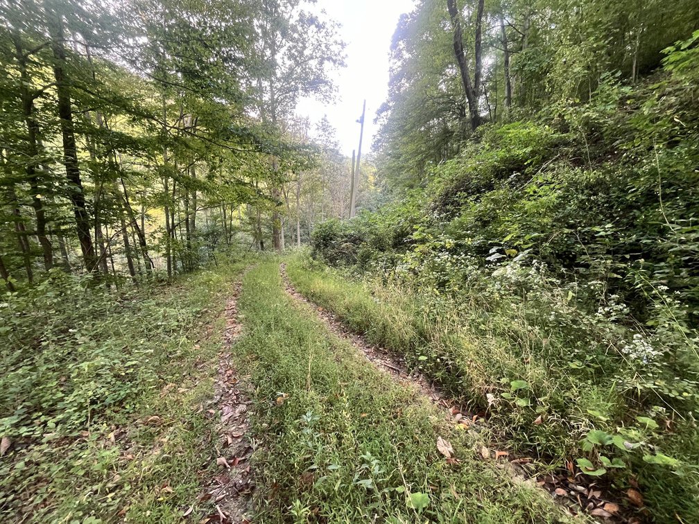 Image for 60 Acres with Mineral Interests & Timber Near Charleston