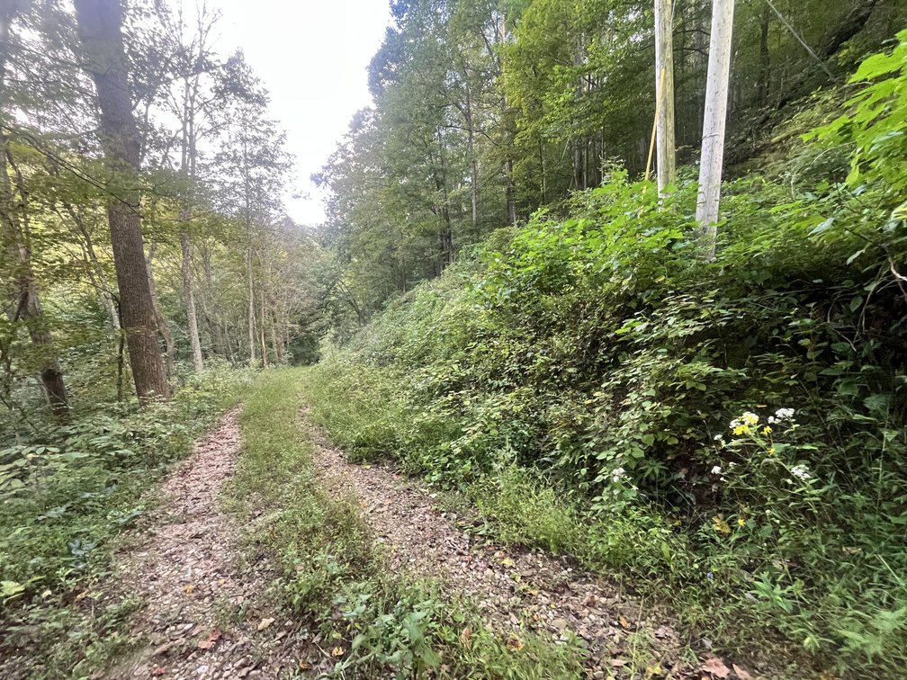 Image for 60 Acres with Mineral Interests & Timber Near Charleston
