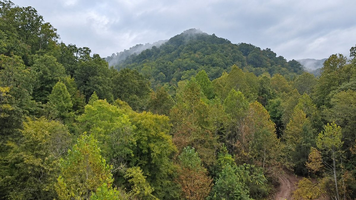 Image for 83.84 Surveyed Acres in Boone County Selling to the Highest Bidder