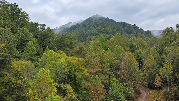 Image for 83.84 Surveyed Acres in Boone County Selling to the Highest Bidder