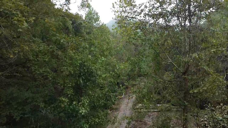 Image for 83.84 Surveyed Acres in Boone County Selling to the Highest Bidder