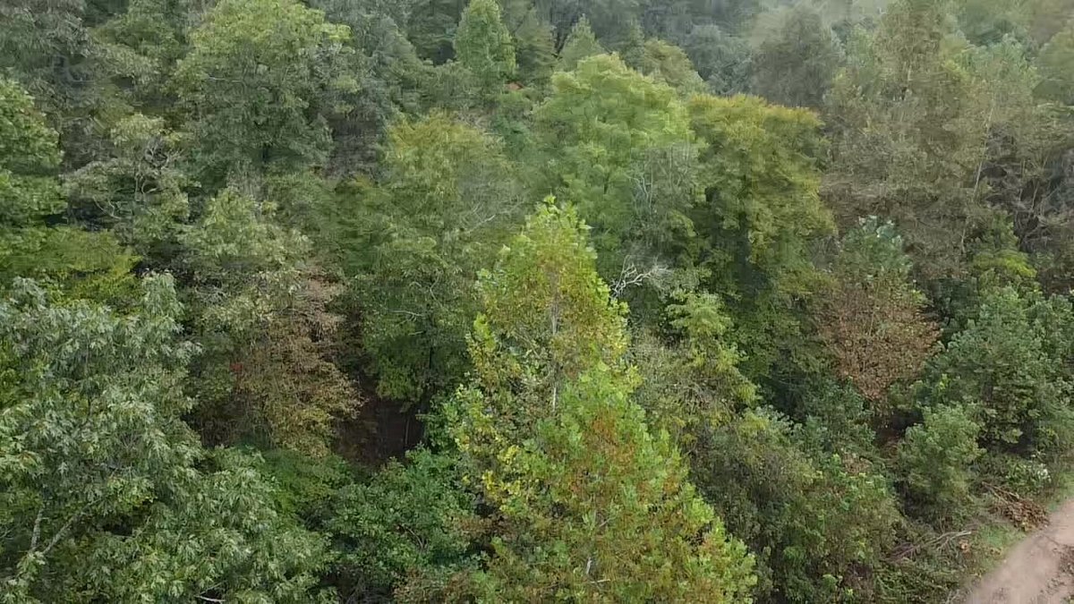 Image for 83.84 Surveyed Acres in Boone County Selling to the Highest Bidder