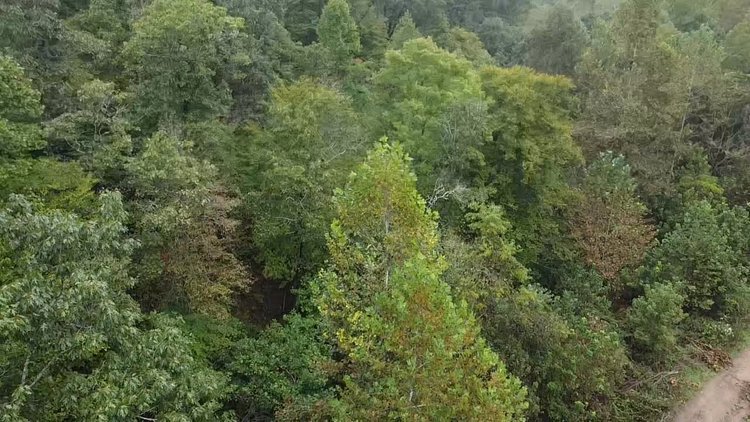 Image for 83.84 Surveyed Acres in Boone County Selling to the Highest Bidder