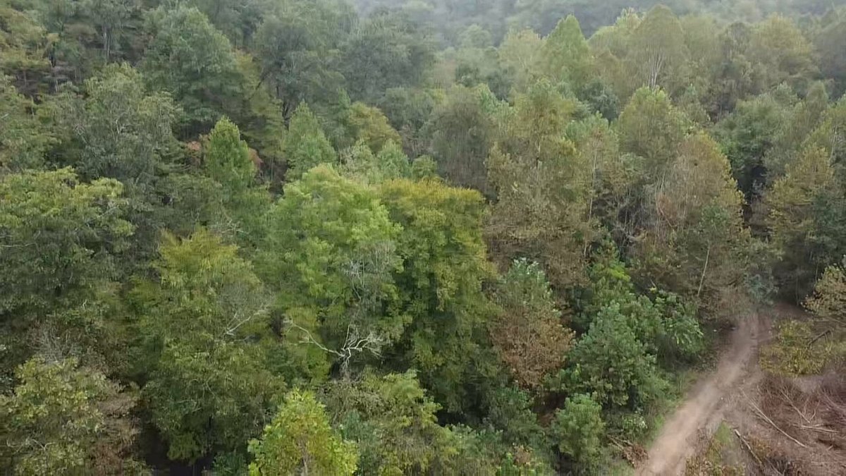 Image for 83.84 Surveyed Acres in Boone County Selling to the Highest Bidder