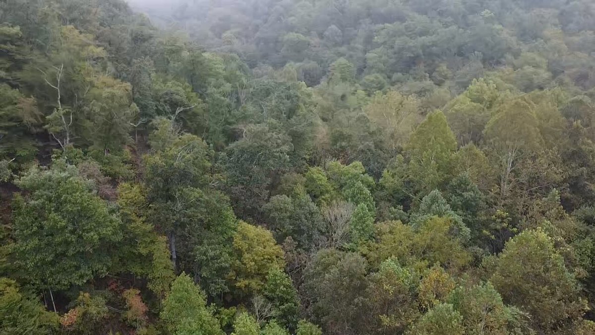 Image for 83.84 Surveyed Acres in Boone County Selling to the Highest Bidder