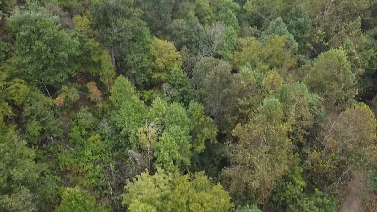 Image for 83.84 Surveyed Acres in Boone County Selling to the Highest Bidder