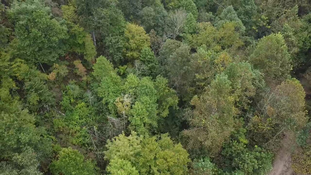 Image for 83.84 Surveyed Acres in Boone County Selling to the Highest Bidder