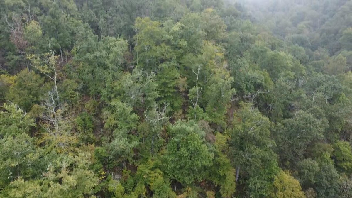 Image for 83.84 Surveyed Acres in Boone County Selling to the Highest Bidder