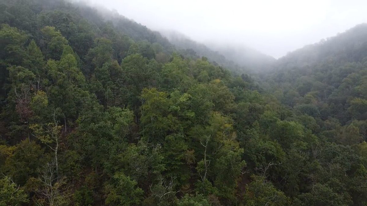 Image for 83.84 Surveyed Acres in Boone County Selling to the Highest Bidder