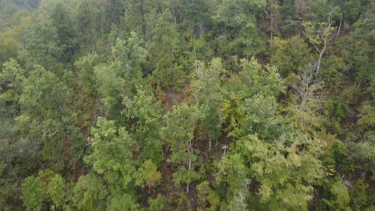 Image for 83.84 Surveyed Acres in Boone County Selling to the Highest Bidder