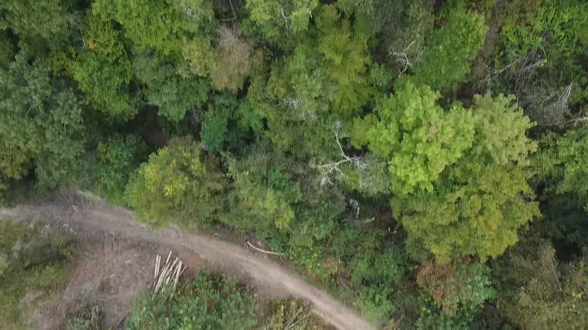 Image for 83.84 Surveyed Acres in Boone County Selling to the Highest Bidder