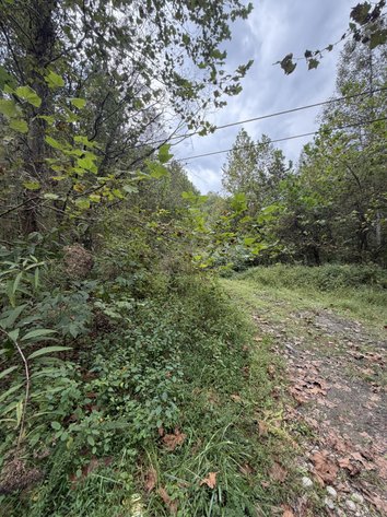 Image for 18.8 Surveyed Acres in Boone County Selling to the Highest Bidder