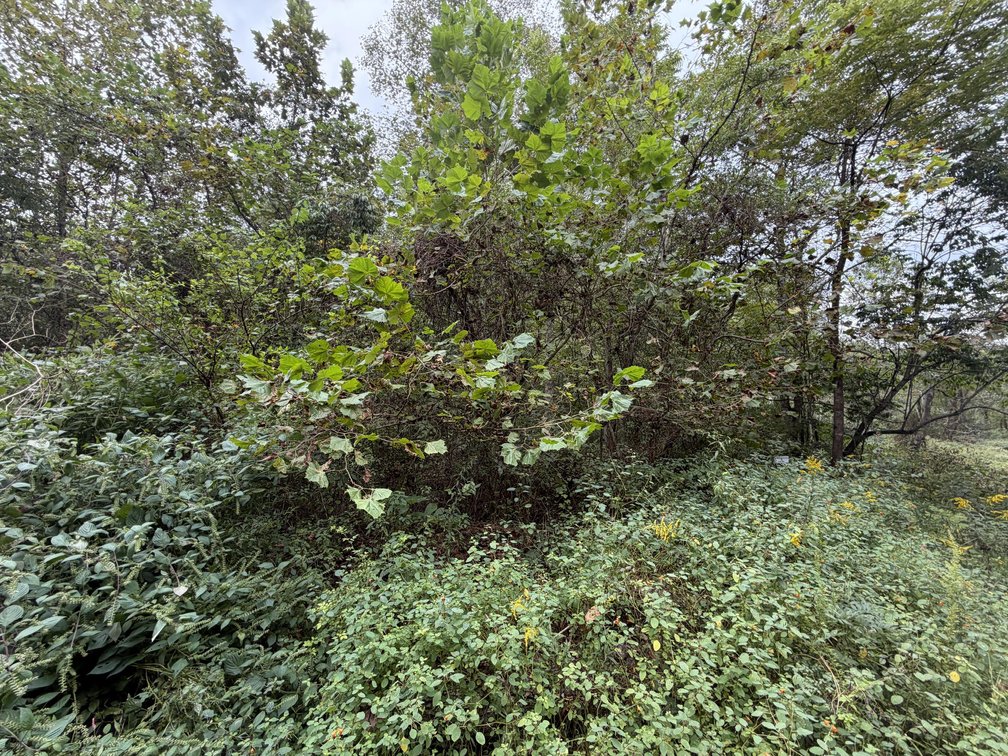 Image for 18.8 Surveyed Acres in Boone County Selling to the Highest Bidder