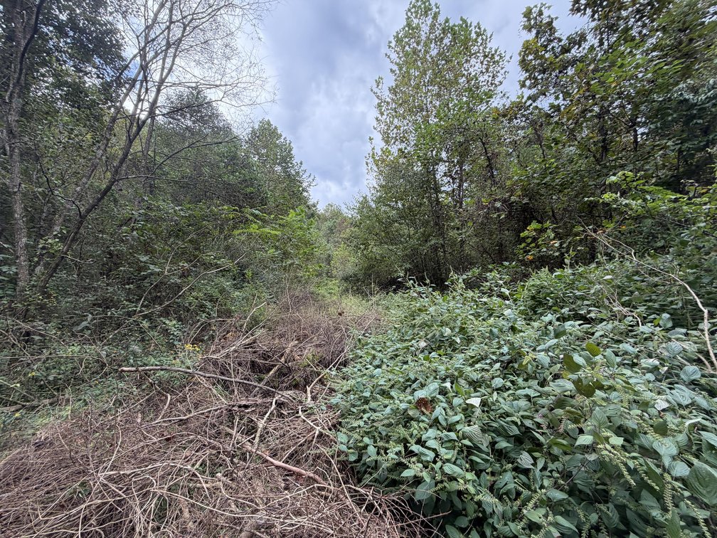 Image for 18.8 Surveyed Acres in Boone County Selling to the Highest Bidder