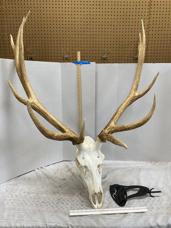 Elk Mount with Skull, Metal Mounting Plate