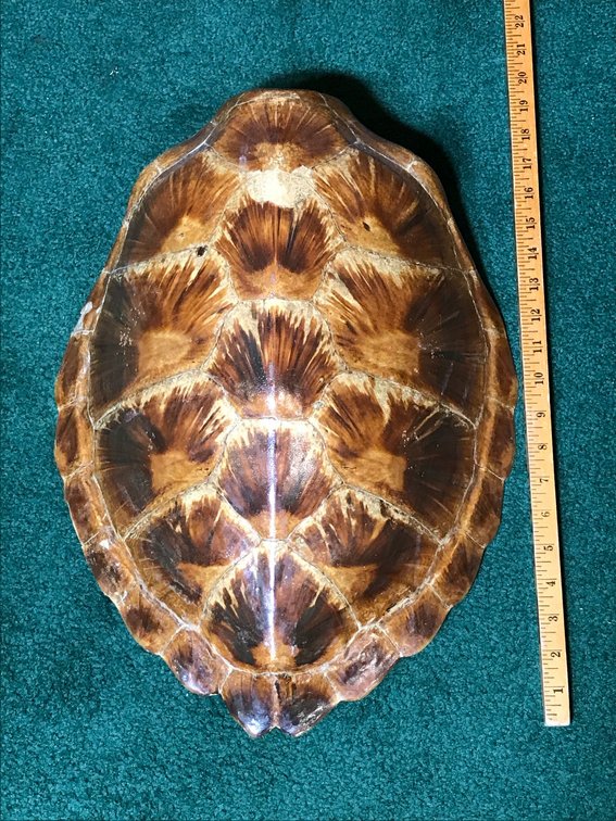 Large turtle shell