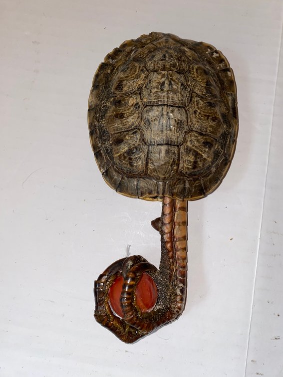 Turtle Shell & Turkey Item