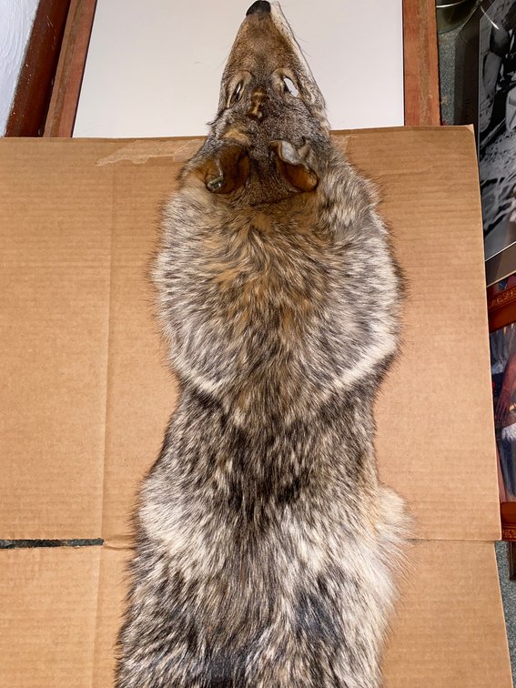 Tanned Coyote Pelt, 64 in.