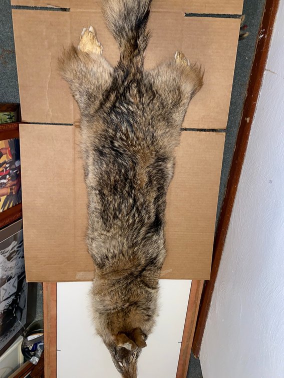 Tanned Coyote Pelt, 56 in.