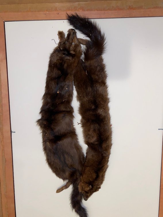 Two Tanned Mink Pelts, 24 in.