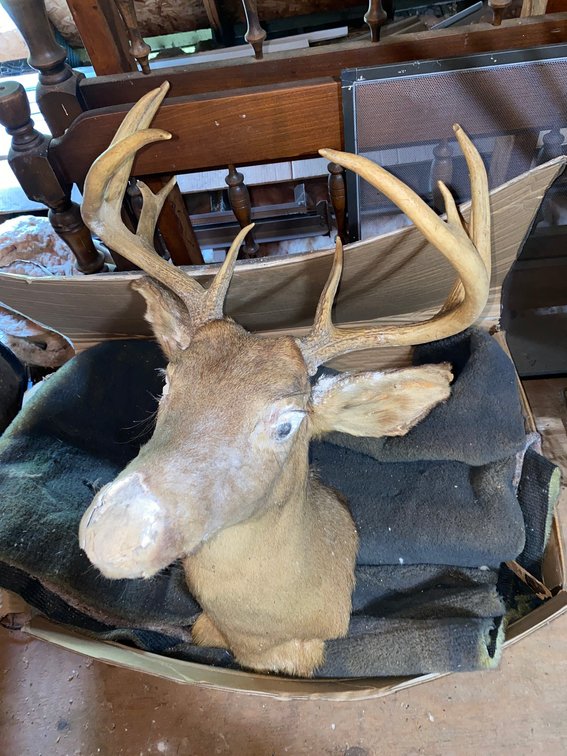 Deer Mount