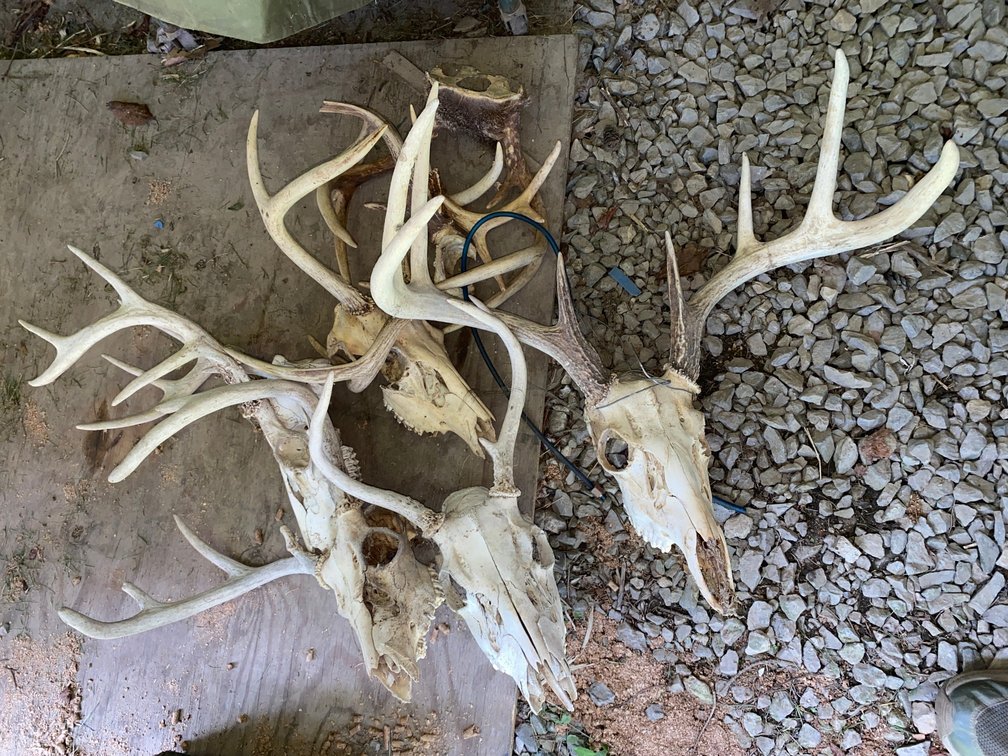 Six Deer Antlers