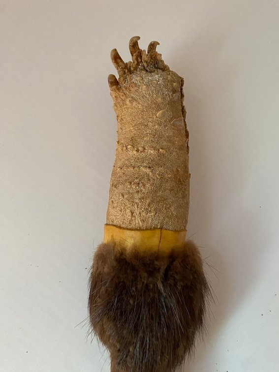 Turtle Foot Noisemaker
