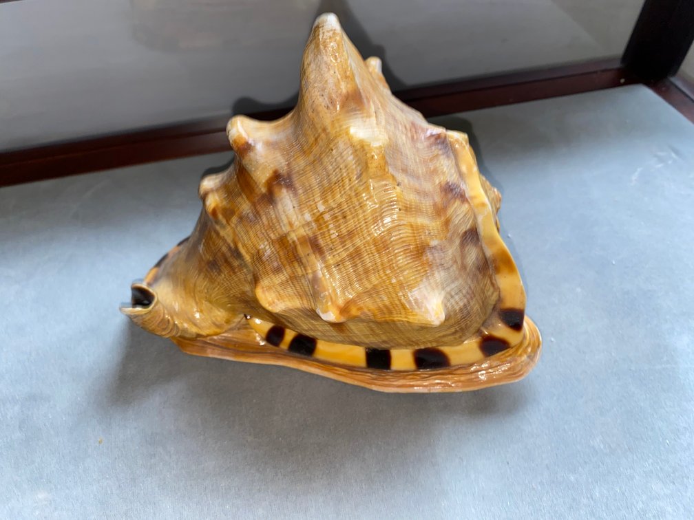 Seashell