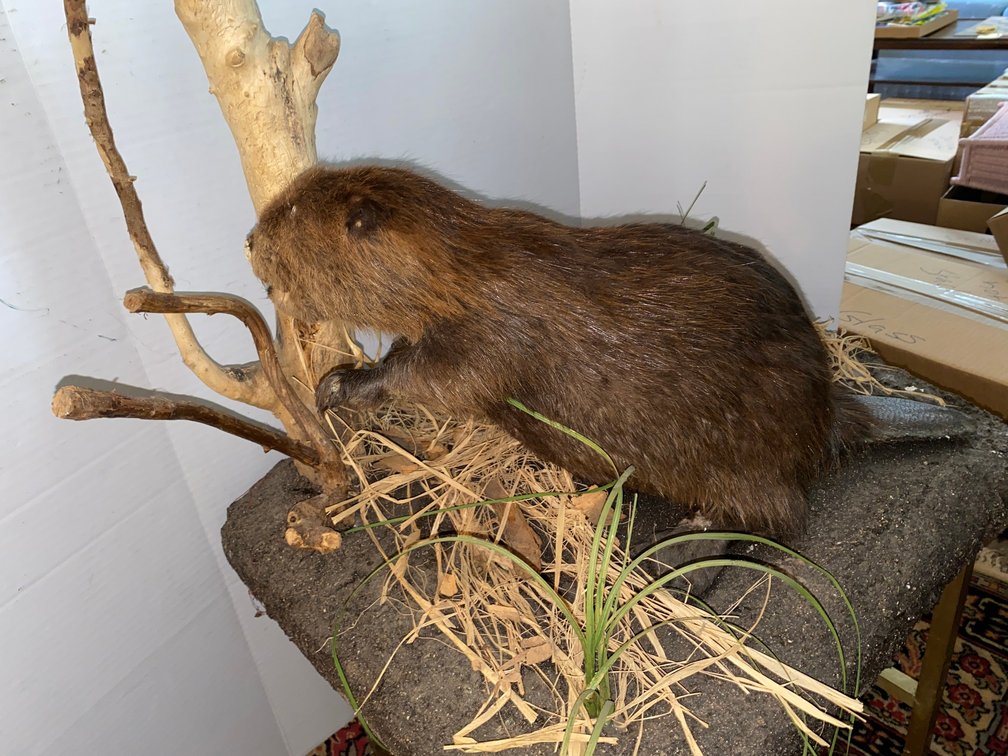 Beaver taxidermy mount, with damage