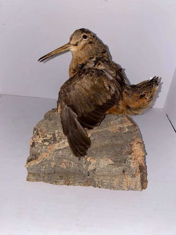 Taxidermy American Woodcock Mount