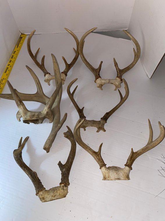 Approximately Six Antlers