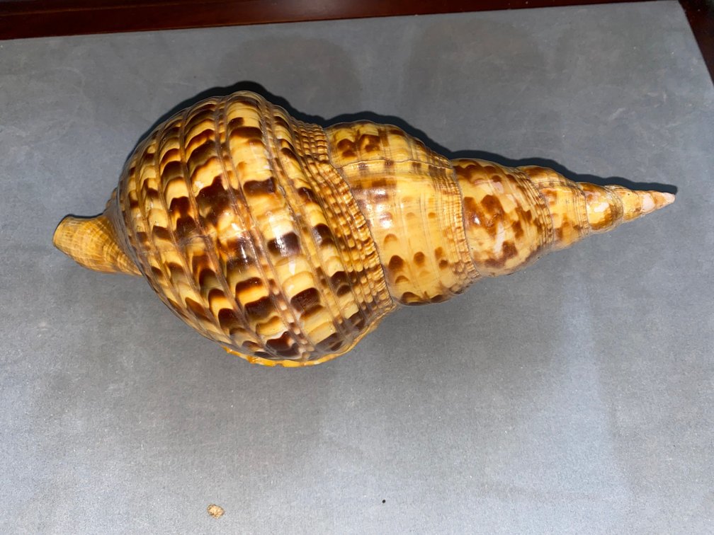 Large Seashell